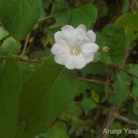 <i>Camonea umbellata</i>  (L.) A.R.Sim  es & Staples